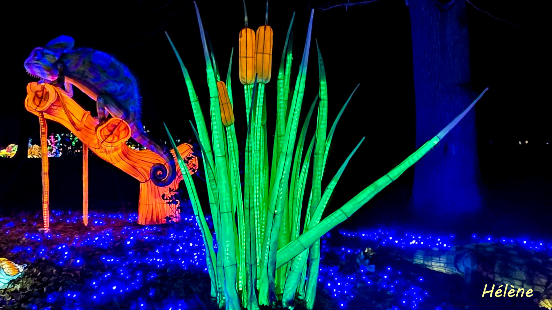 THOIRY -Illumination ,  Lumières sauvages 2025-2026